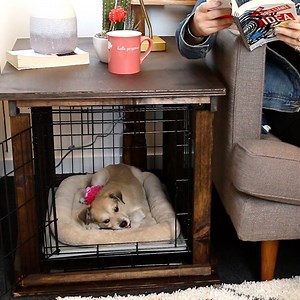 Your pets deserve furniture too! | BuzzFeed Animals