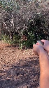 90K views · 4.5K reactions | Poachers use the most disturbing methods to catch these birds for eating. We talked to Zoe, who volunteers with Committee Against Bird Slaughter (CABS) to save hundreds of birds from illegal poaching. It's not just birds who get stuck in these traps — she's even rescued an owl! Follow along with Zoe on Instagram: thedo.do/zkeeping91. Keep up with Committee Against Bird Slaughter (CABS) on Instagram: thedo.do/cabreports. | The Dodo | Facebook