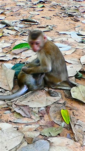 Unbelievable Chaos in the Jungle! Watch as These Tiny Baby Monkeys Clash Ferociously, Screaming and Tumbling Around in a Wild Fight That You Won’t Believe Happening Right Before Your Eyes! #fypviralシ #cute #monkey #monkeys #animal #babymonkey #reel #facebookviral #fblifestyle | Monkey Of Cambodia