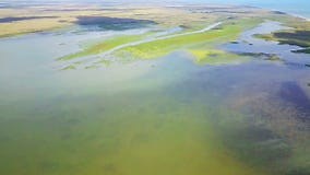 Wetland Habitat in the Danube Delta Stock Footage - Video of freshwater, aquatic: 100840950