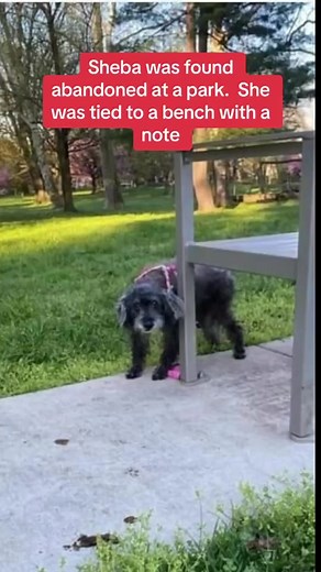Meet Sheba, a sweet 15-year-old pup who needs your love and support. Found tied to a park bench with a touching note asking for kindness, Sheba is now safe with Tiny Paws Rescue, ready to begin her journey toward healing. Upon arrival, Sheba was scared and spent hours huddled in a corner, unsure of her surroundings. With gentle patience, she’s starting to relax, enjoying her meals and even a much-needed bath. Though her fur was matted and her skin irritated, we could see how much better she felt