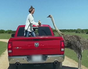 Damn Nature You Are Special | Funny Exotic Animal Encounters | Peachy