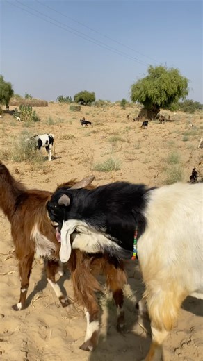 goats 🤣 sounds style 🤣