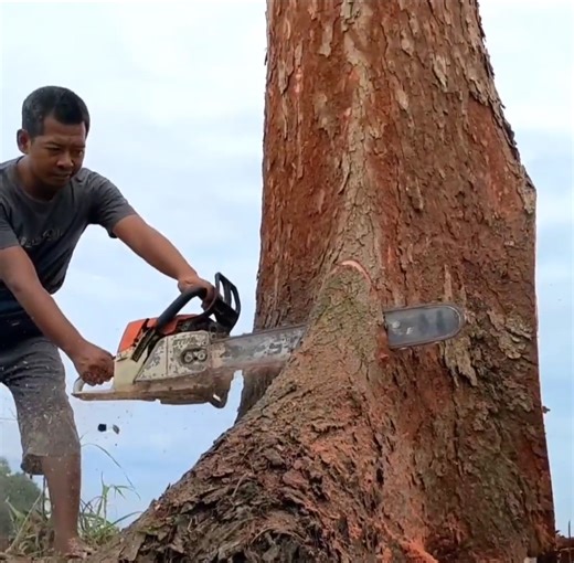 1.6M views · 10K reactions | The best skill cutting down tree | Making Video | Facebook