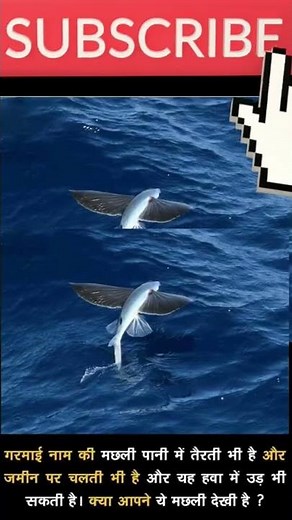 FACTS ABOUT FISH || fish facts || facts about fishes || amazing facts about fish || interesting fact