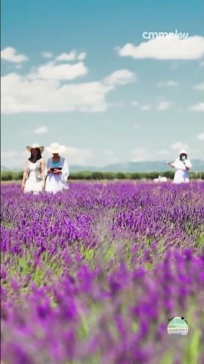 La lavanda de Brihuega