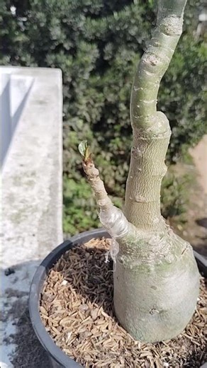 #adenium #viral #gardening #adeniumgrafting #ihavethisthingwithplants #shortvideo #plants
