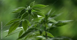 Marijuana (Cannabis sativa). Details of cannabis leaves.