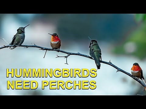 Attract More Hummingbirds by Providing Perches