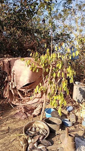 Outdoor Cooking with Freshly Caught Fish