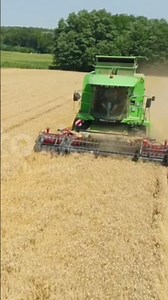 Drone point of view combine harvester harvesting sunny,rural wheat crop. MS,tracking shot,slow
