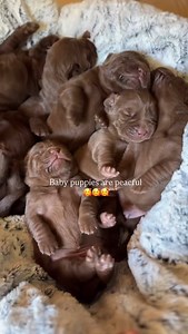 Precious moments with our chocolate English Labrador litter. 7 pups, all fat and healthy. We are so thankful for each and every one of these babies. Their little noises make my day. I am so glad we get to interact with lab puppies as often as we do, it is truly so wonderful ❤️ #chocolatelab #chocolatelabrador #chocolatelabpuppy #englishlabpuppy #englishlabrador | The Happiest Labrador