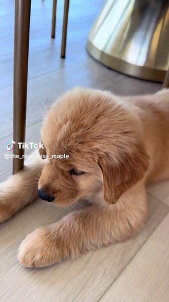 Dog or land shark? #goldenretriever #goldenpuppy #puppy #dog