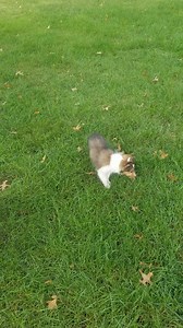 9K views · 590 reactions | Good morning from CISR..... | Central Illinois Sheltie Rescue | Facebook