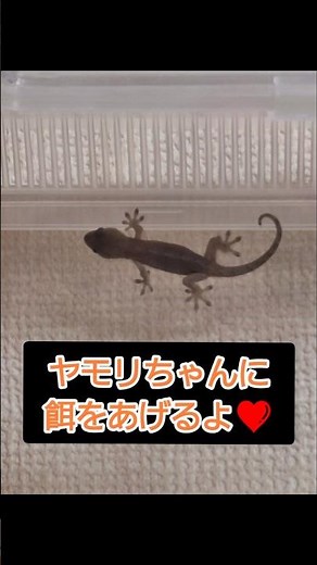 #ヤモリ #餌 #人工フード #餌やり #えさやり #給餌 #爬虫類 #飼い方 #ペット #爬虫類好きと繋がりたい #生き物好きと繋がりたい #耳かき