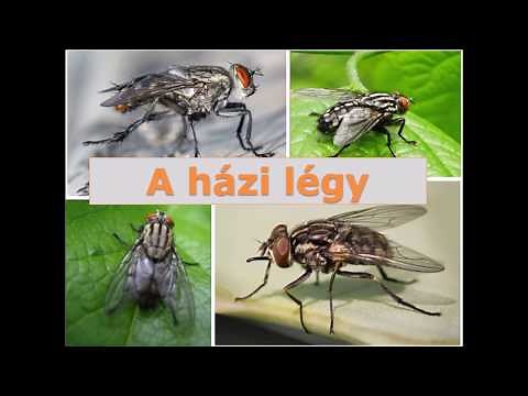 A házi légy