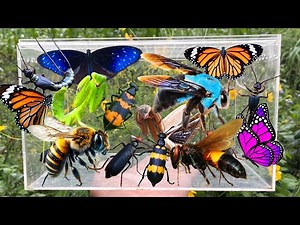 Bug Hunting, Garden Bug Collecting, Butterflies, Bees, Praying Mantis, Blister Beetle