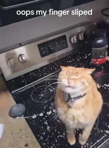 Slow Motion Cats: A Unique Perspective