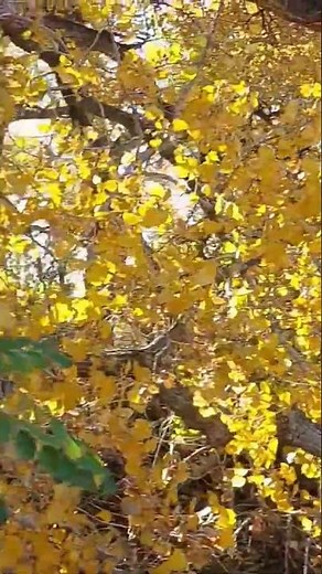 Peaceful Autumn Walk in the Woods | Golden Fall Colors in New Mexico