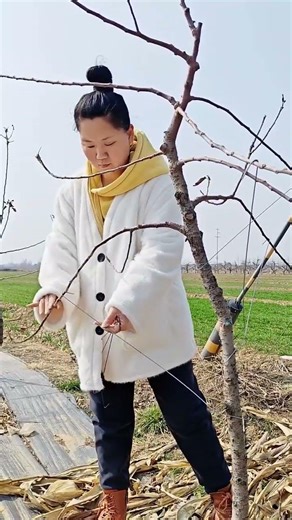 Apple tree branch training! #orchardmanagement #fruittreebranchtraining #fruittreebranchtraining