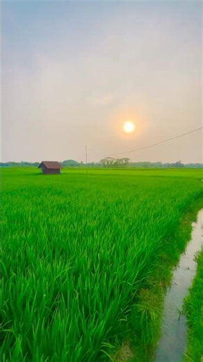 Beautiful Rural Bengal Nature | Green Fields and Village Beauty #shorts #village #bangladesh #nature