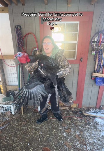 We are READY 🦃 #daryltok #turkeys #backyardpoultry #farmmom #TikTokCreatorSearchInsightsIncentive