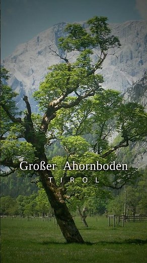 Diese Bäume in Tirol sind bis zu 600 Jahre alt 🌳