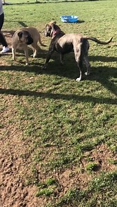 4.3M views · 8K reactions | Aggression assessment Ralph Ok so...