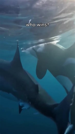 Orca vs Great White Shark: Who Wins? #Walker #GreatWhiteShark #Ocean #MarineFilming #MarineBiology
