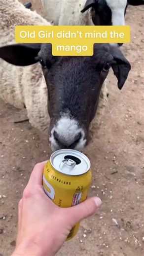 Cogs Turning: A Fun Look at Rural Life in Australia