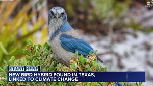 Climate change results in rare hybrid bird between green jay and blue jay: Study