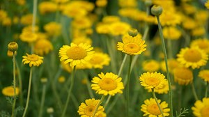 Yellow Daisy: Name, Meaning, and Care Tips