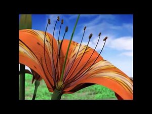 Gymnosperms vs. Angiosperms