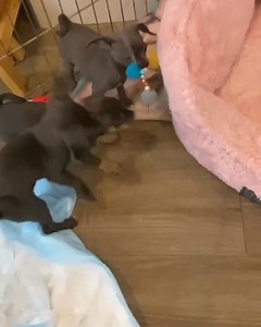 Last but not least little white claw ( phoebe ) she was a spitting image of her mom not only physically but mentally. She loves to try new things such as walk up stairs, jump on and off things she should normally be scared of 😂 and try to find any little crumbs that could have fallen on the floor 😂 she loved to play 24-7 but always slept through the night with no problem. Once 8 am hit she always always the first one to magically get out of the pen, run to my room run up my stairs and wake me 