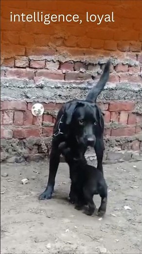 Black Labrador Mom & Puppy 🖤 | Pure Love, Loyalty & Playful Moments