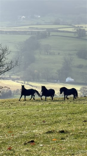 Today we did a little winter shuffle! ❄️🔀 Stallion Jupiter, who’s been living with Dolly and Star at the farm, has swapped places with gelding Arnie, who’s been living with my boys Charlie and Maestro 🖤🤎 Since the gelding’s fields can really only support three ponies over winter, Arnie is heading off to spend the colder months with the girls. This swap will also let us bring the whole herd together at the farm soon, making winter feeding and checks much easier, and giving some fields a well-e