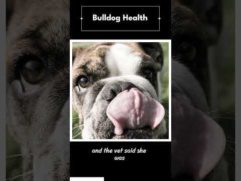 ENGLISH BULLDOG HEALTH