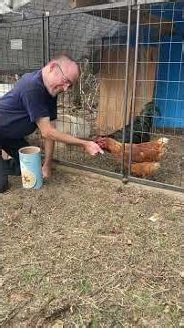 How to train your chickens
