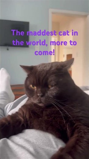 Meet the maddest cat alive 😾 chaos, claws, and crazy moments—subscribe before it attacks! #catlife!