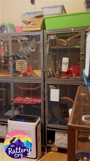 We are a hobby rat breeder in Denver, CO. #therattery #denverratbreeder #denverrattery #ratroom #rat