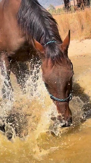 2.1K views · 280 reactions | When every day is hot and dry, there's only one thing for it. #horses #horse #gunyah #rescueanimals | Gunyah Animal Healing Sanctuary Inc. | Facebook