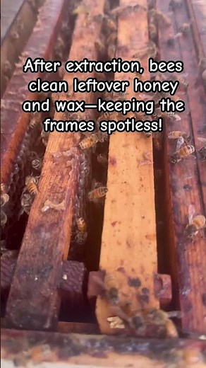 Bees on Cleanup Duty After Honey Harvest