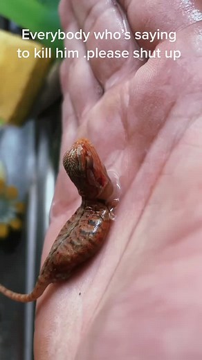 Caring for a Special Needs Bearded Dragon | Reptile Pet Tips