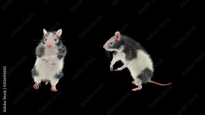 Rat Dance CG fur 3d rendering animal realistic CGI VFX composition 3d mapping cartoon, Animation Loop, With Alpha Channel Stock Video