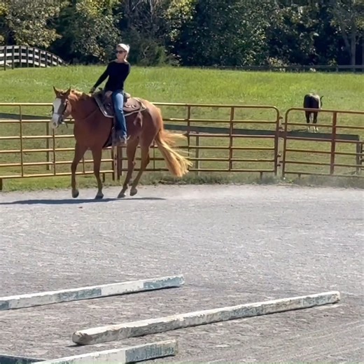 Lora Whittington on Instagram: "APHA ALL AROUND PROSPECT 2022 APHA mare by Makin Me Willy Wild out of Bartwo Sensation. Bubbles was only started early this year and she’s on a fast track to the show ring! Quiet as a mouse, lovely every day and enjoys her job. She’s been hauled, settles in quickly and is ready to ride around. Sane, sound, no vices. Currently stands 15.2, big bodied and located in Bowling Green, KY. For more information and video please visit https://www.whittingtonequine.com #whi