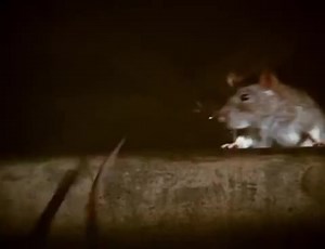 41 reactions · 49 shares | On June 23, 1972 the horror drama “Ben”...