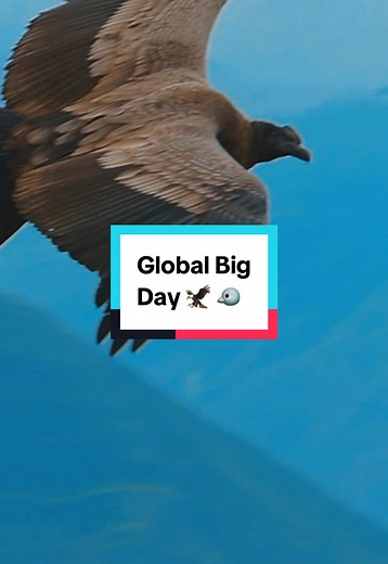 Participa en el Global Big Day 2023 en Perú
