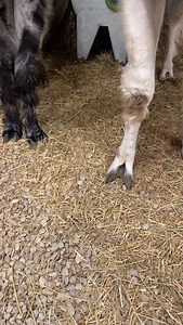 We love the Llama-days! | Prairie Patch Farm