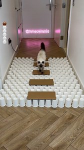 She loves to design new games that challenge her cats 🐈😸 | Furry Tails