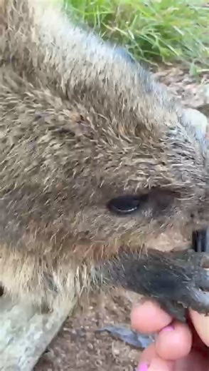 Peter the quokka has his say. | Ballarat Wildlife Park